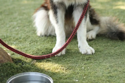 Köpek Sahibine 95 Bin Lira Ceza