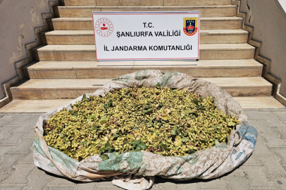 Şanlıurfa’da Fıstık Hırsızlığı