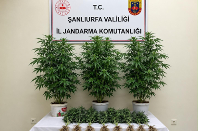 Bozova’da Kenevir Ele Geçirildi