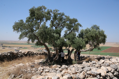 Şanlıurfa'da Asırlık Zeytin Ağacı