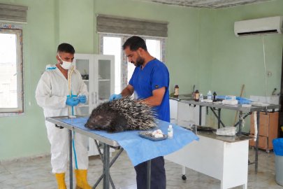 Tedavi İçin Şanlıurfa’ya Getirildi