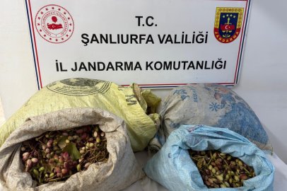 Urfa’da Fıstık Hırsızlığı İddiası